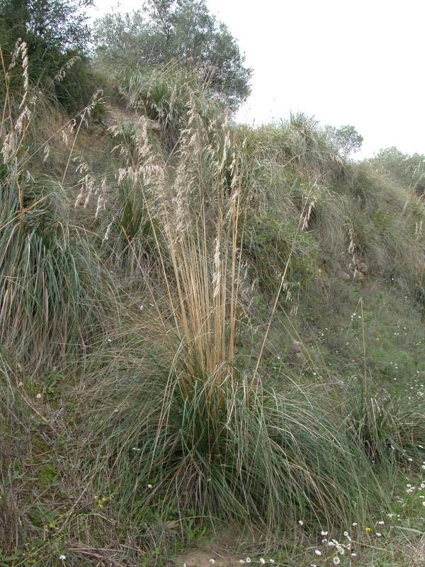 Ampelodesmos mauritanicus